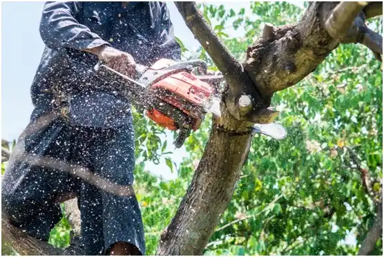 tree services Texarkana